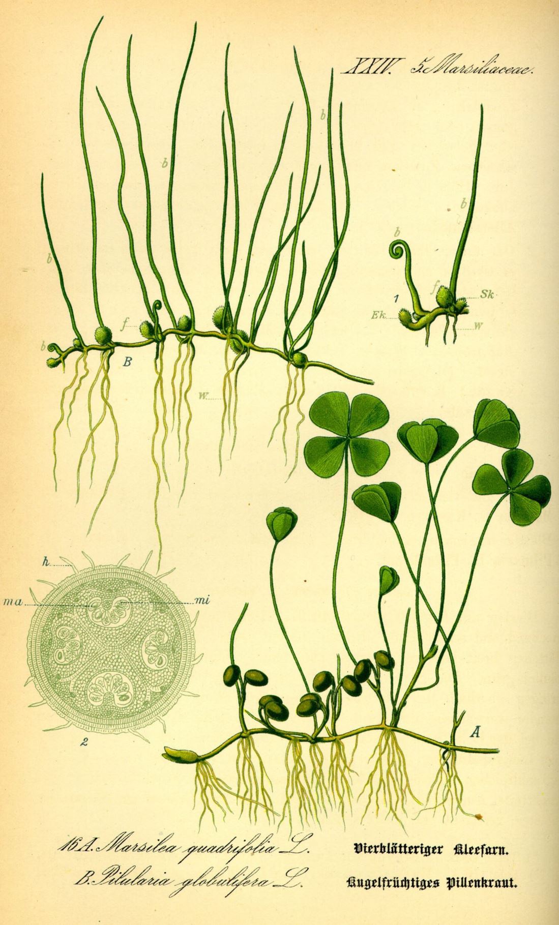Marsilea quadrifolia - Klaverbladvaren, Water clover, pepperwort