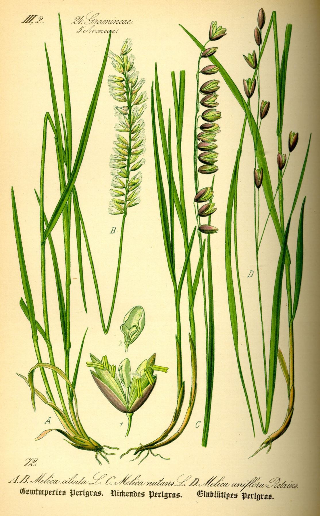 Melica ciliata - Wimperparelgras