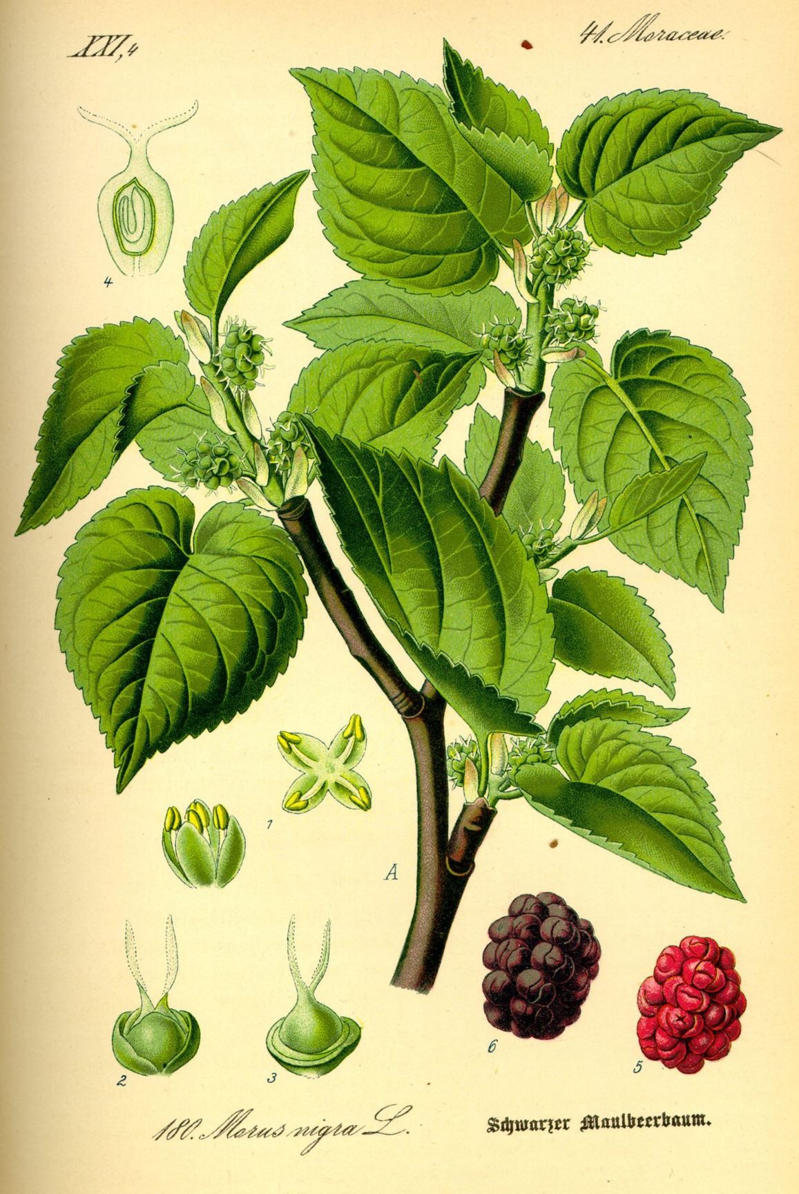 Morus nigra - Zwarte moerbei, Black mulberry