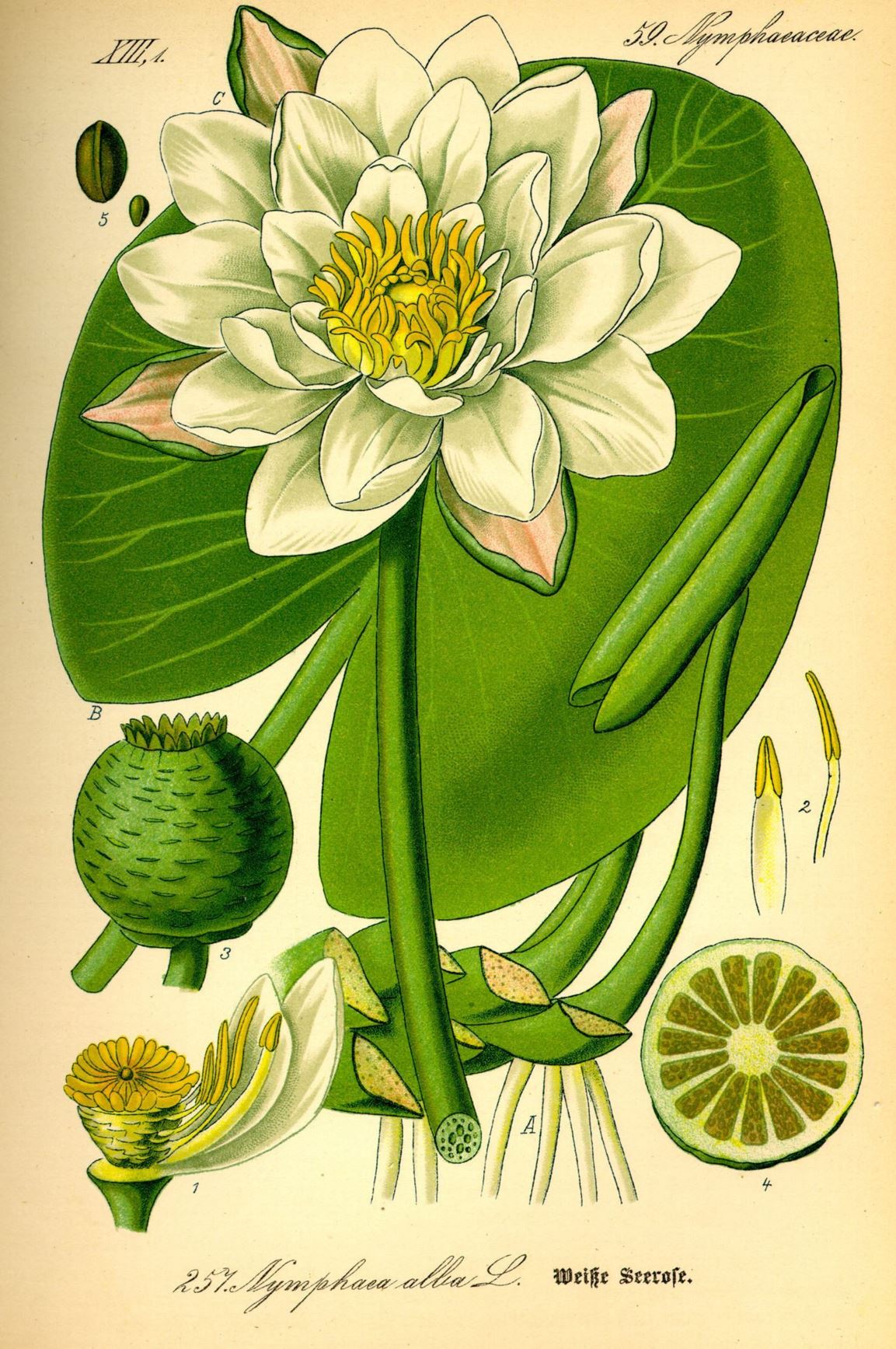 Nymphaea alba - Witte waterlelie, European white lily