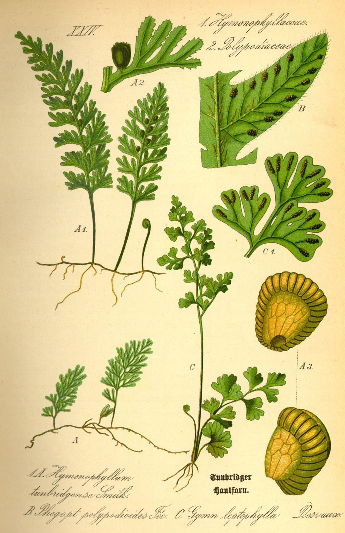 Phegopteris connectilis - Smalle beukvaren, Beech fern