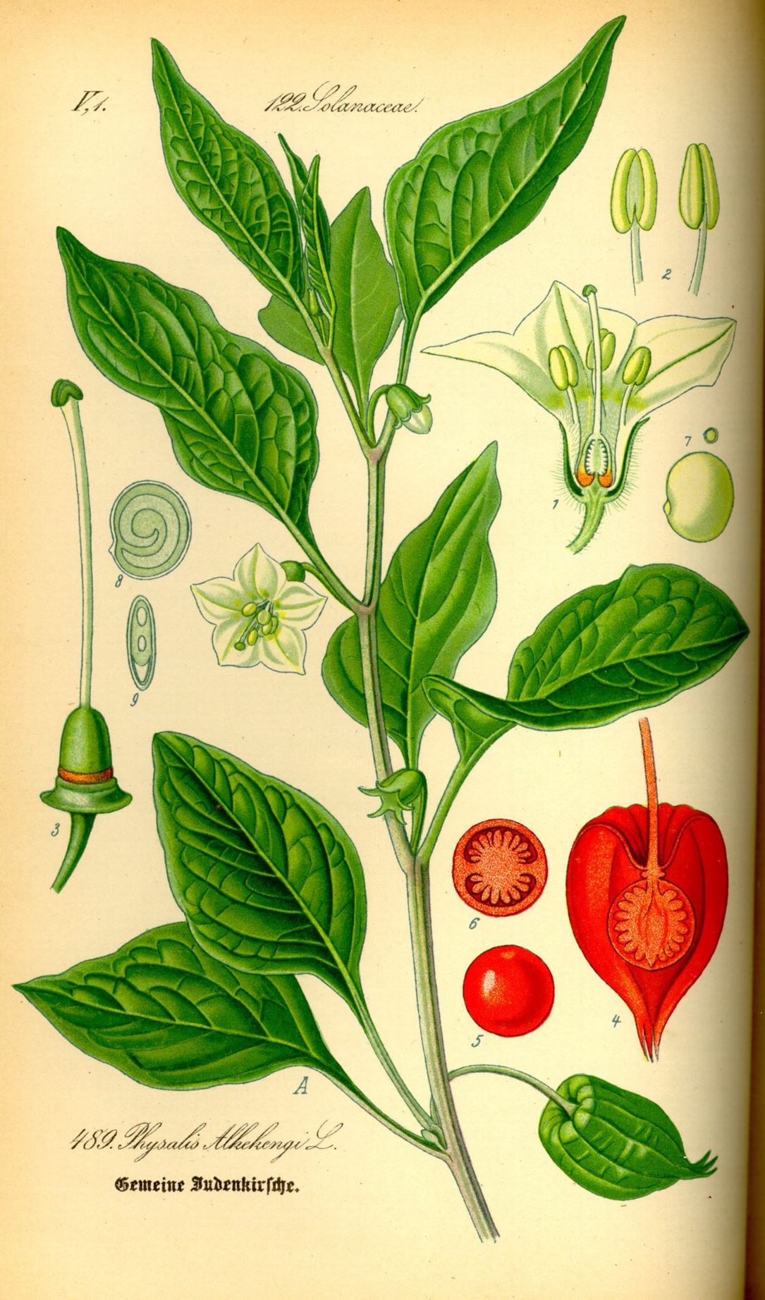 Physalis alkekengi - Echte lampionplant, Chinese lantern, Winter cherry, Bladder cherry
