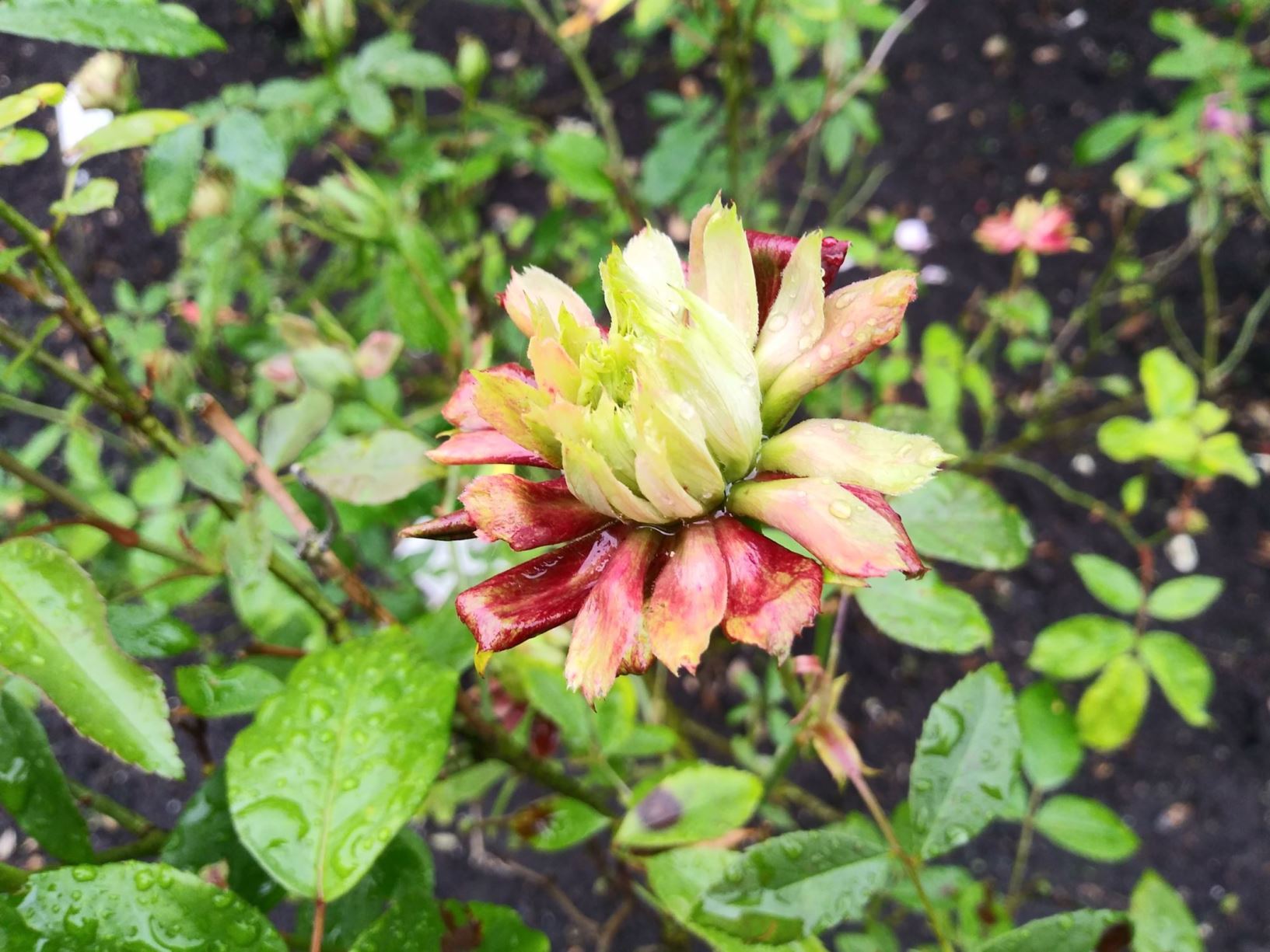 Rosa 'Viridiflora'