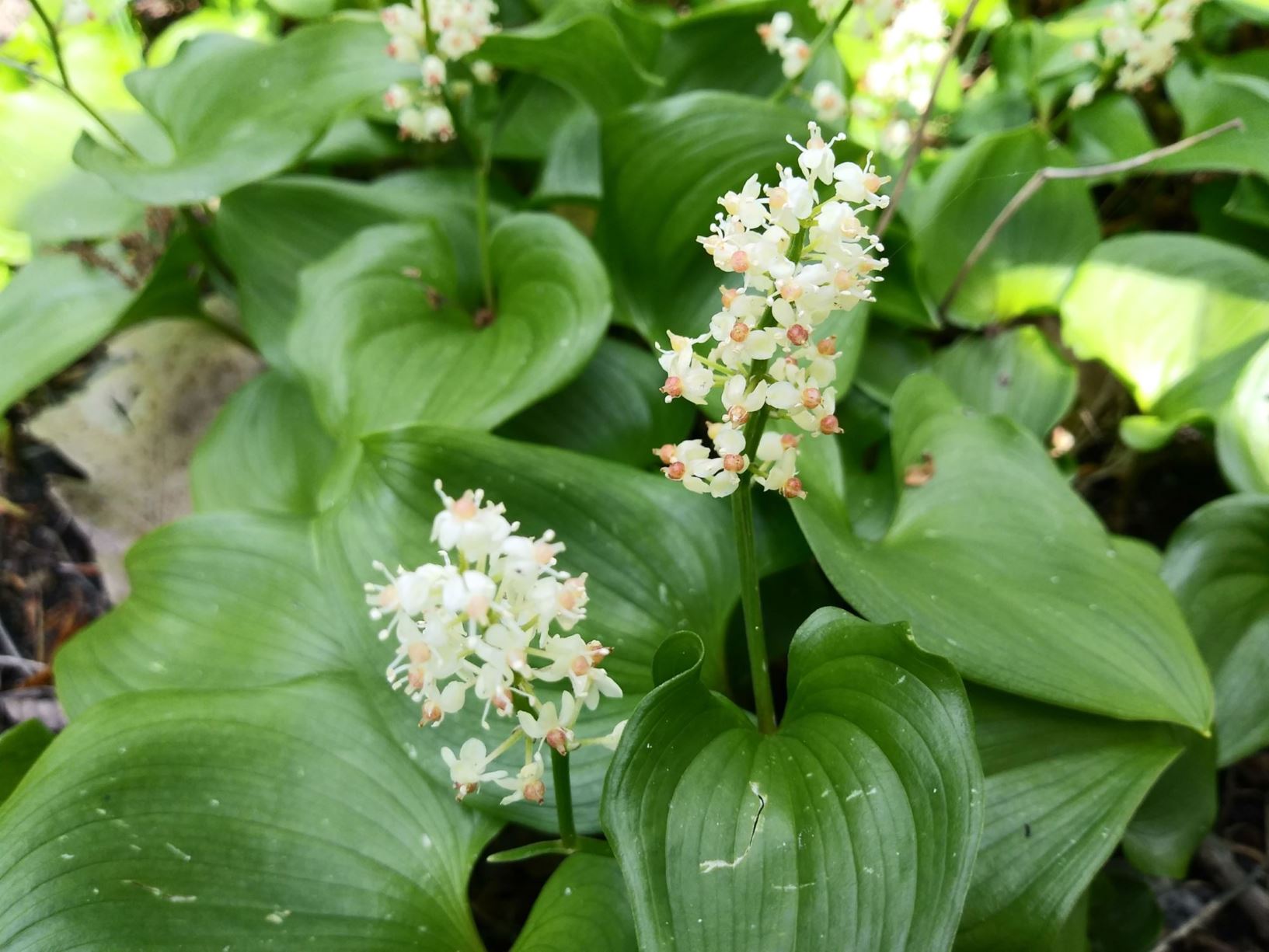 Maianthemum bifolium - Dalkruid, 舞鹤草 wu he cao