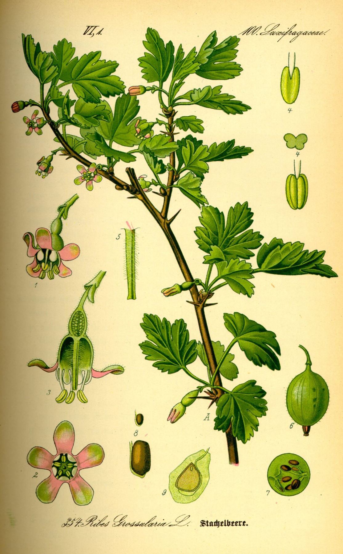 Ribes uva-crispa - Kruisbes, Gooseberry