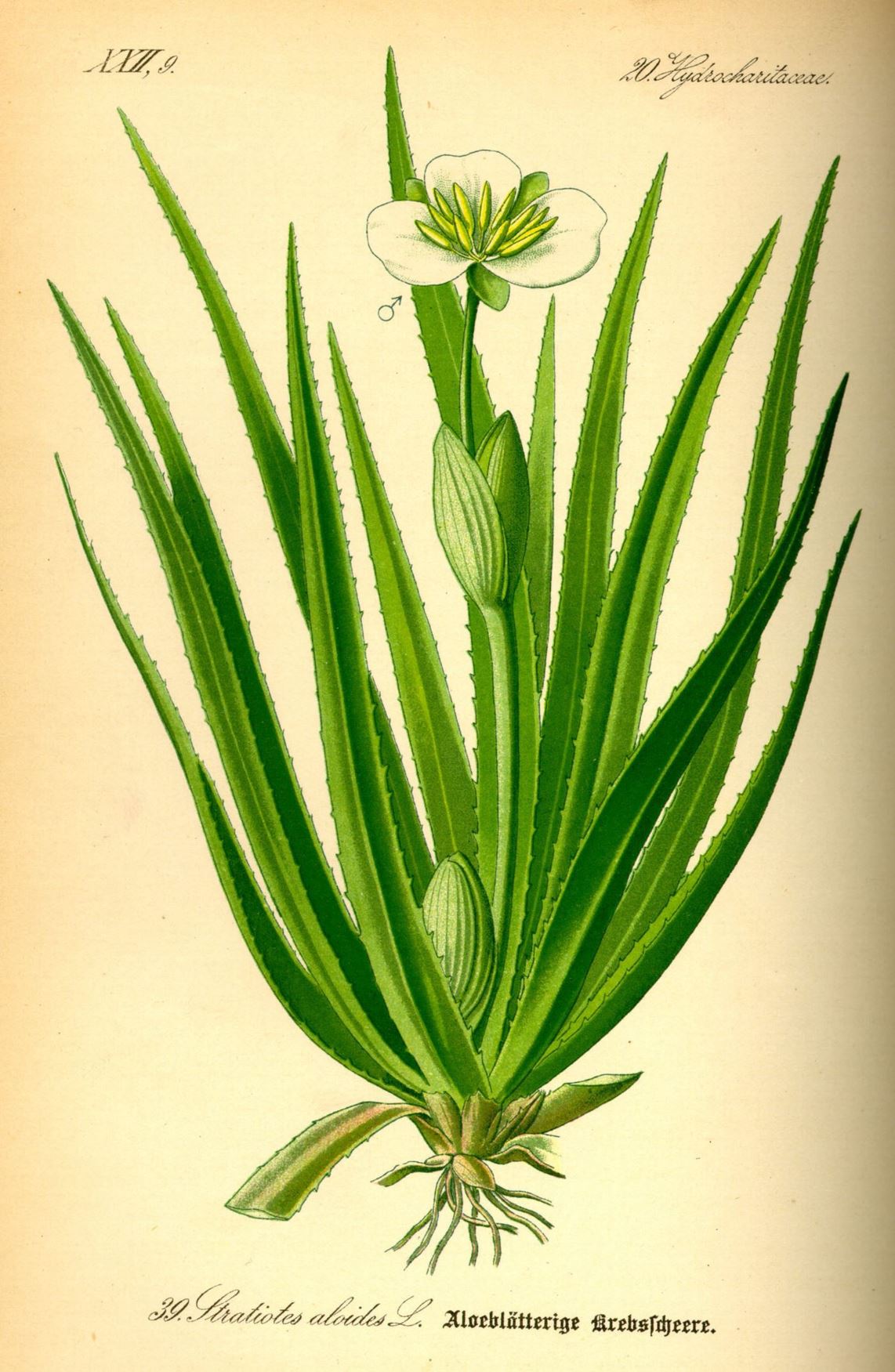 Stratiotes aloides - Krabbenscheer, Krabbescheer