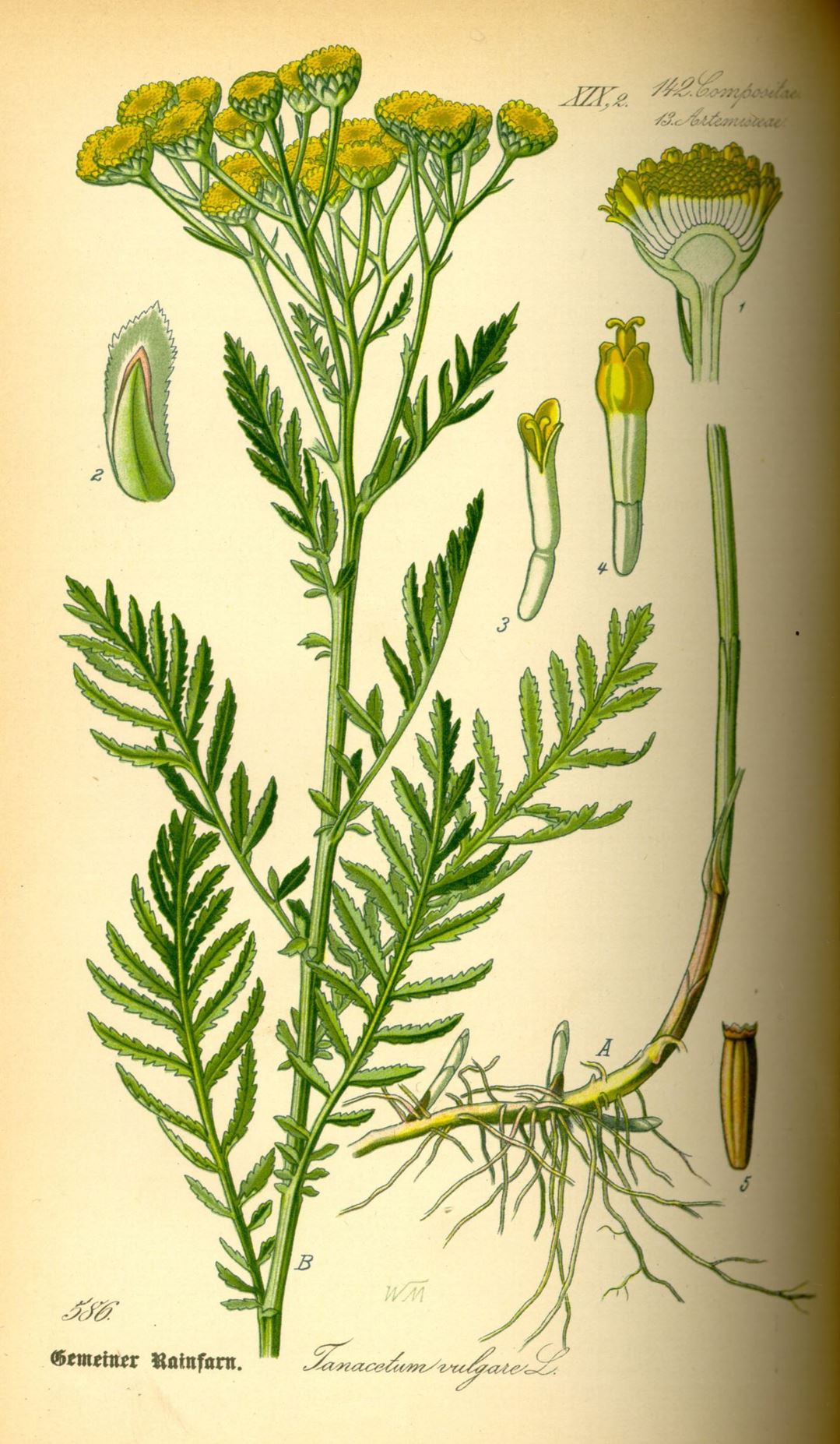 Tanacetum vulgare - Boerenwormkruid, Tansy, Golden buttons