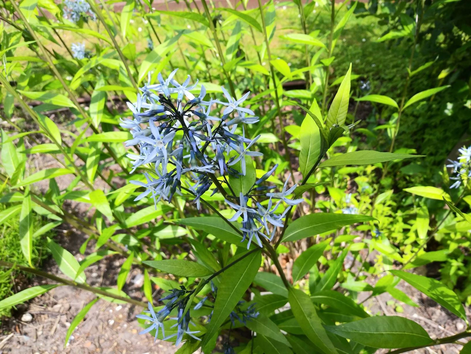 Amsonia tabernaemontana - Willow amsonia, blue dogbane
