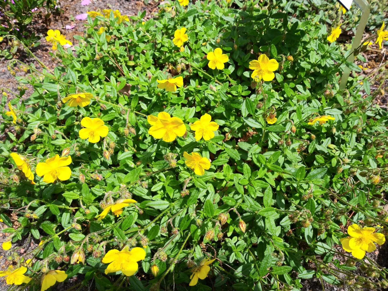 Helianthemum nummularium - Geel zonneroosje, little sunrose, common rockrose, fleur du soleil