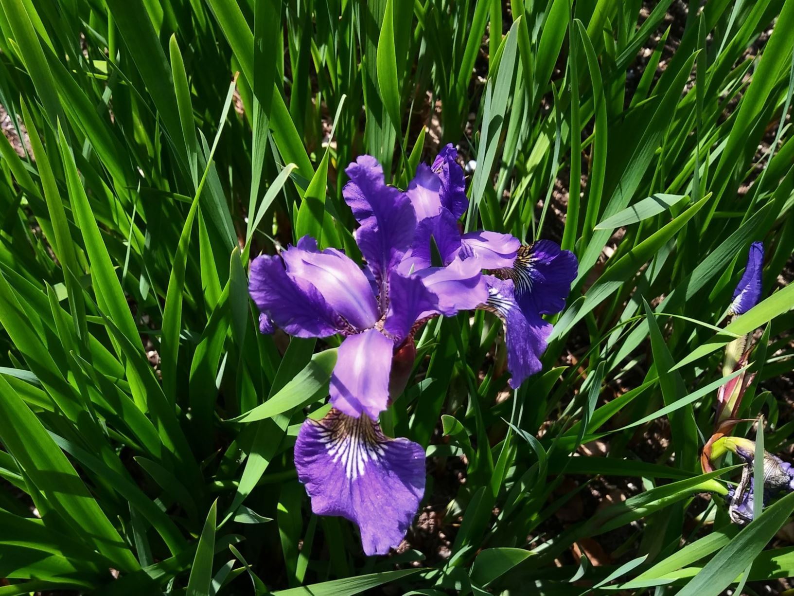 Iris sibirica - Siberische lis