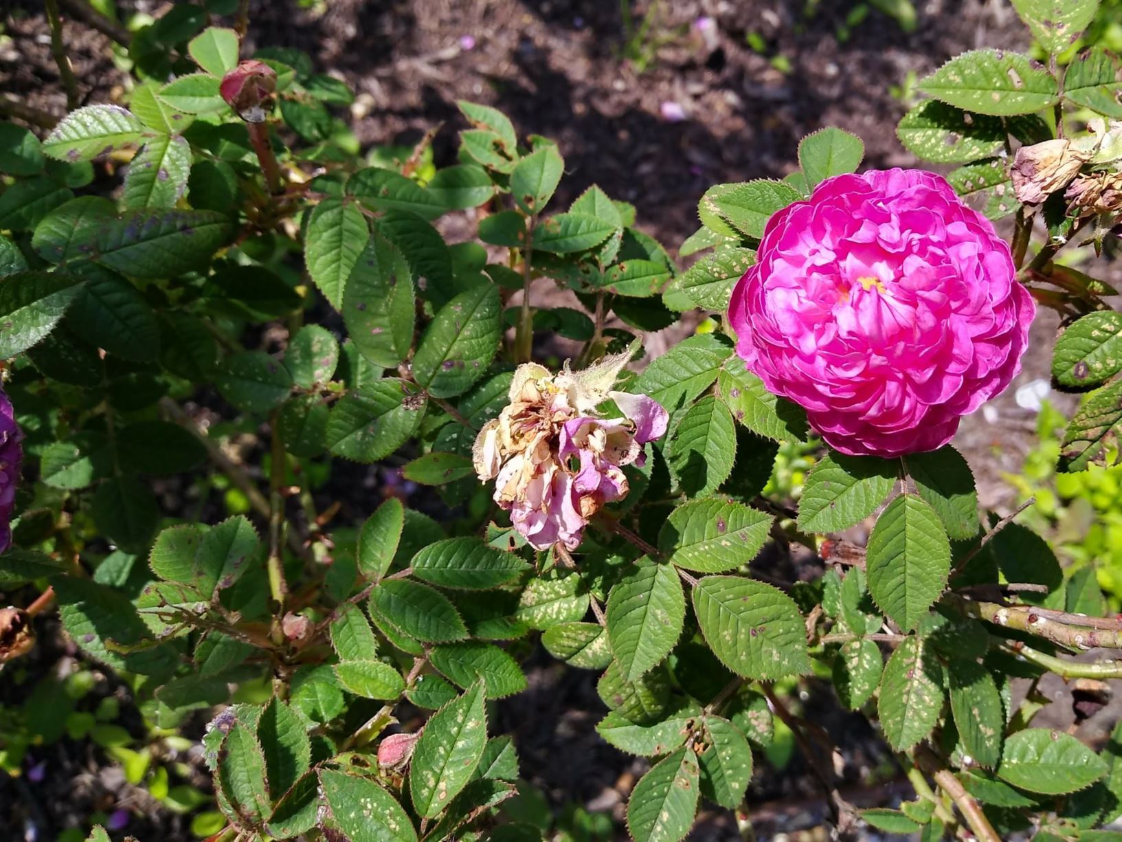 Rosa 'Pompon de Bourgogne'