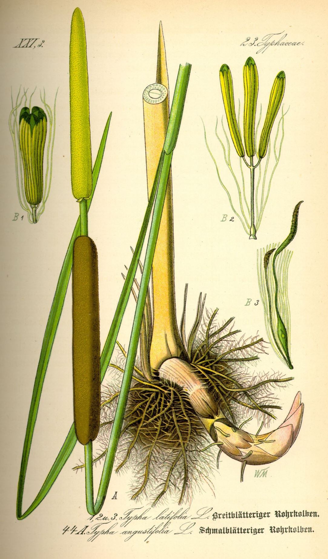 Typha latifolia - Grote lisdodde, Great Reedmace