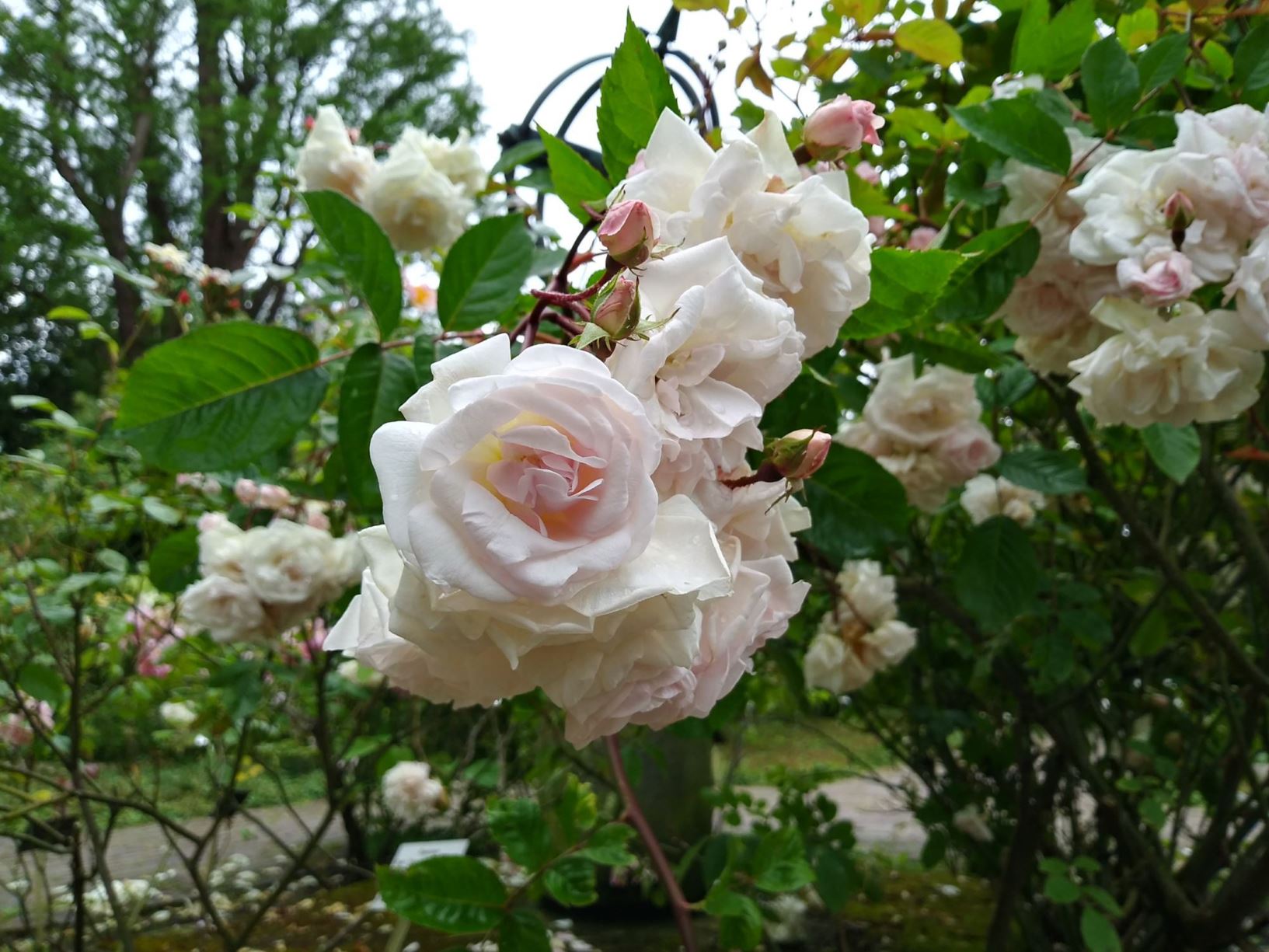 Rosa 'Cécile Brünner' - The Sweetheart Rose, Mignon, Maltese Rose